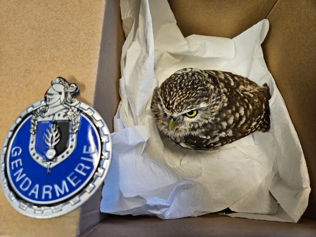 La chouette a été sauvée.