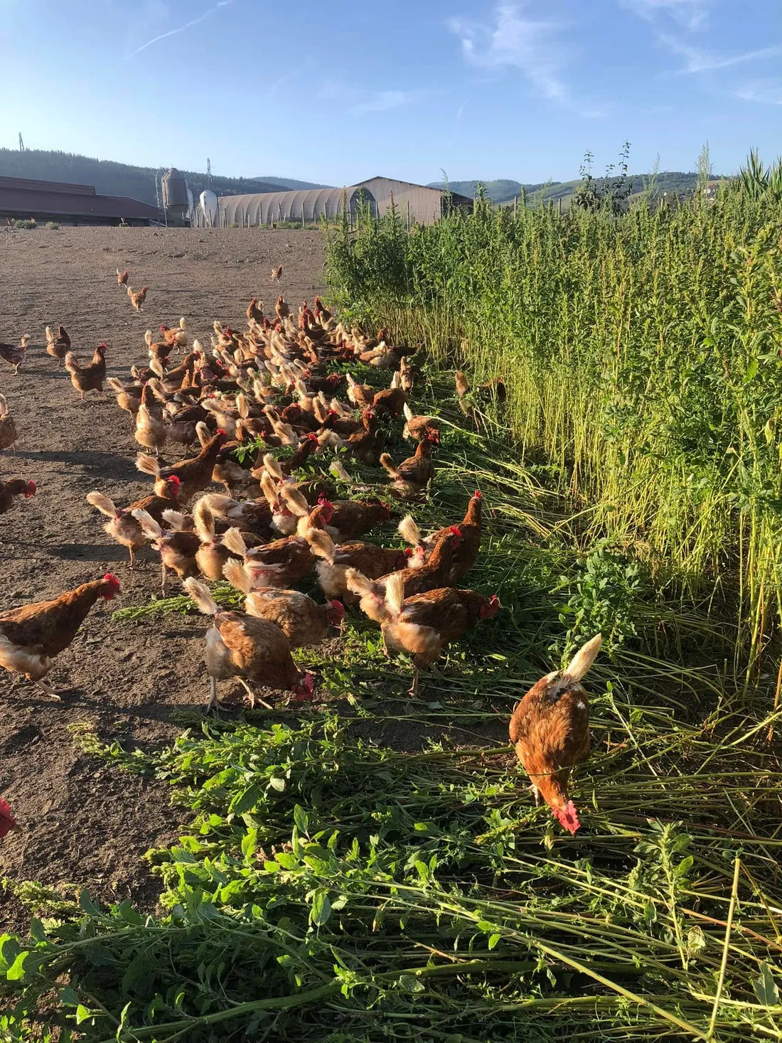 Les poules en vente.