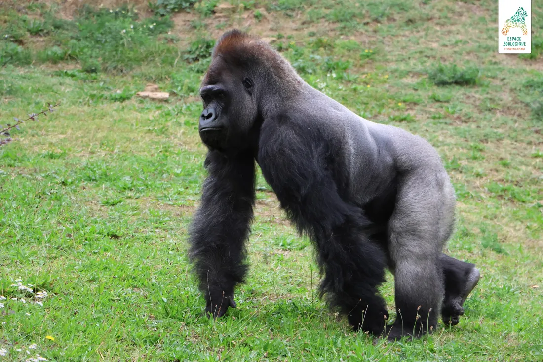 Le gorille Kishum.