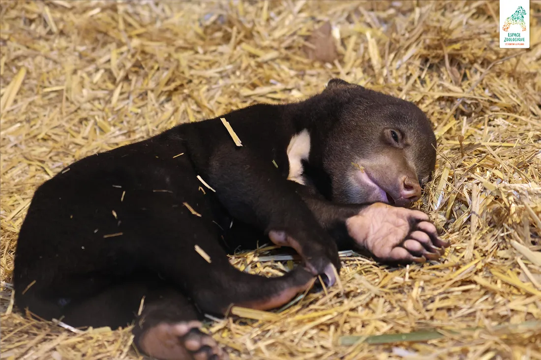 Le petit ours malais.