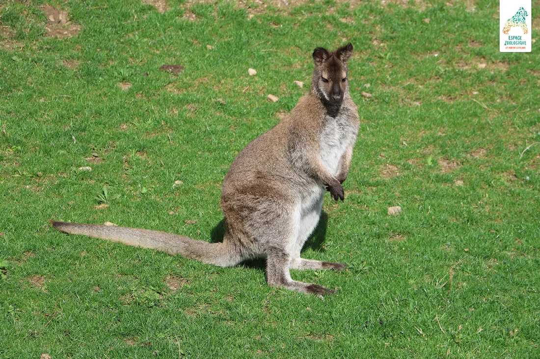 Le Wallaby