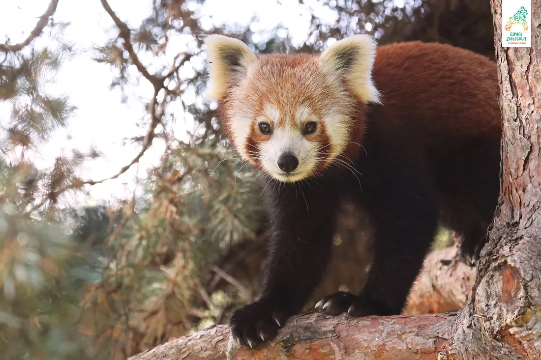 Un panda roux.