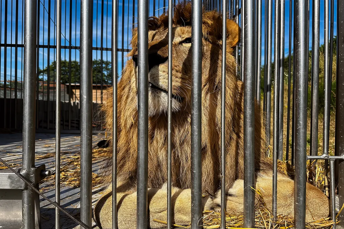 Le nouveau lion arrivé à Tonga Terre d'accueil.