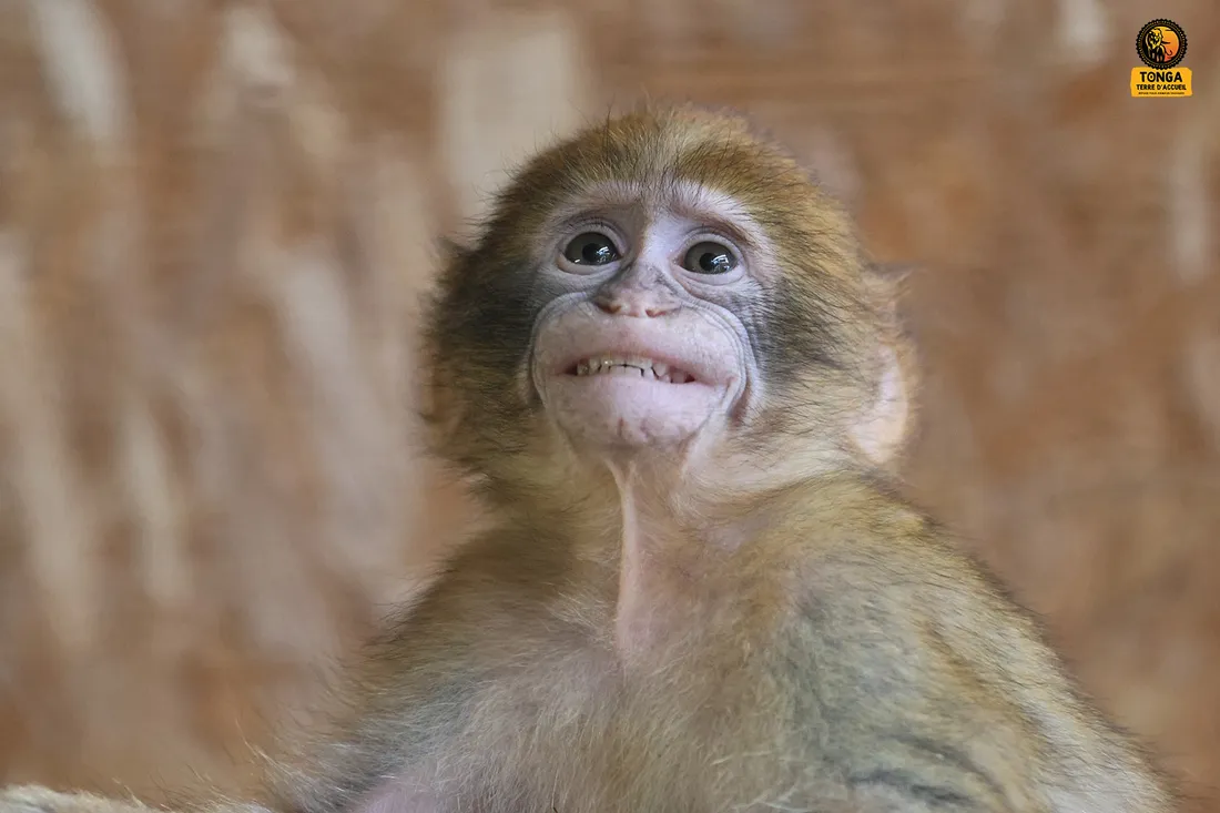 Ce bébé magot est désormais en sécurité dans le refuge. 