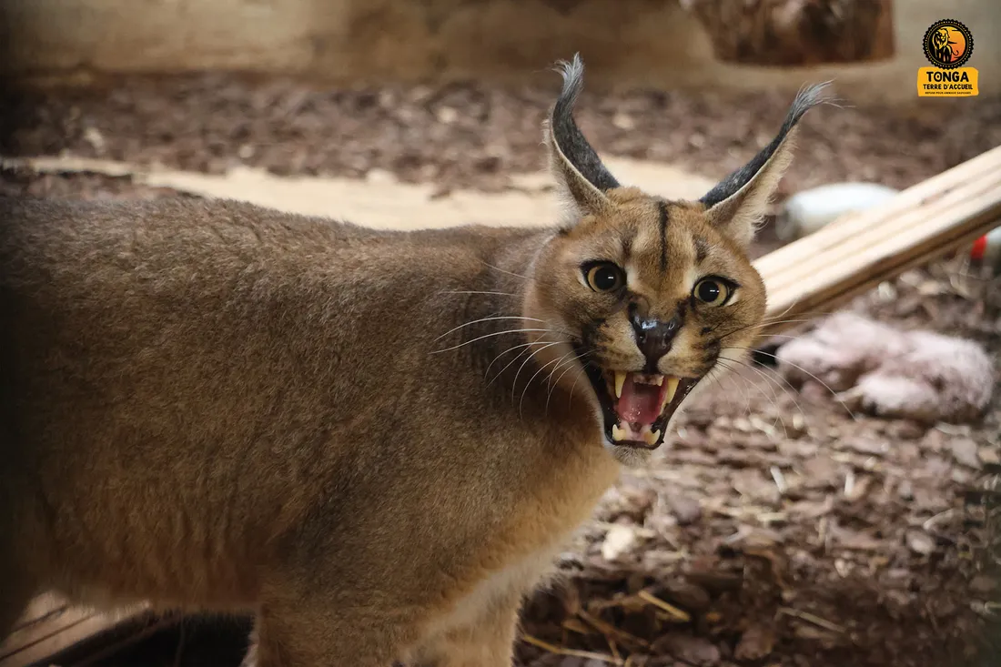 L'animal est désormais entre de bonnes mains. 