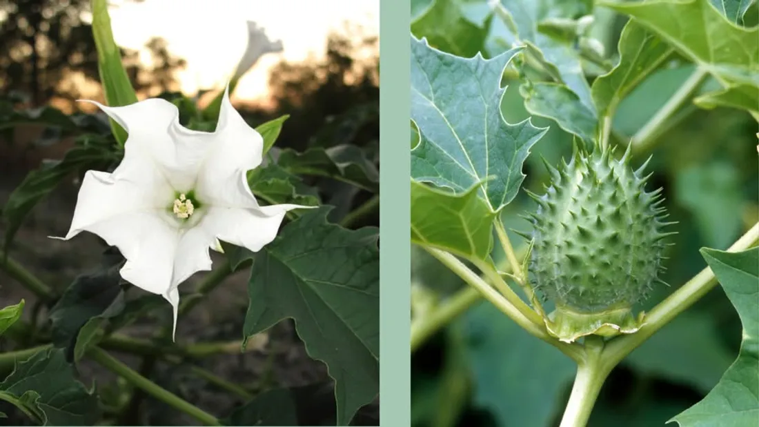 Le datura est une plante envahissante très toxique.
