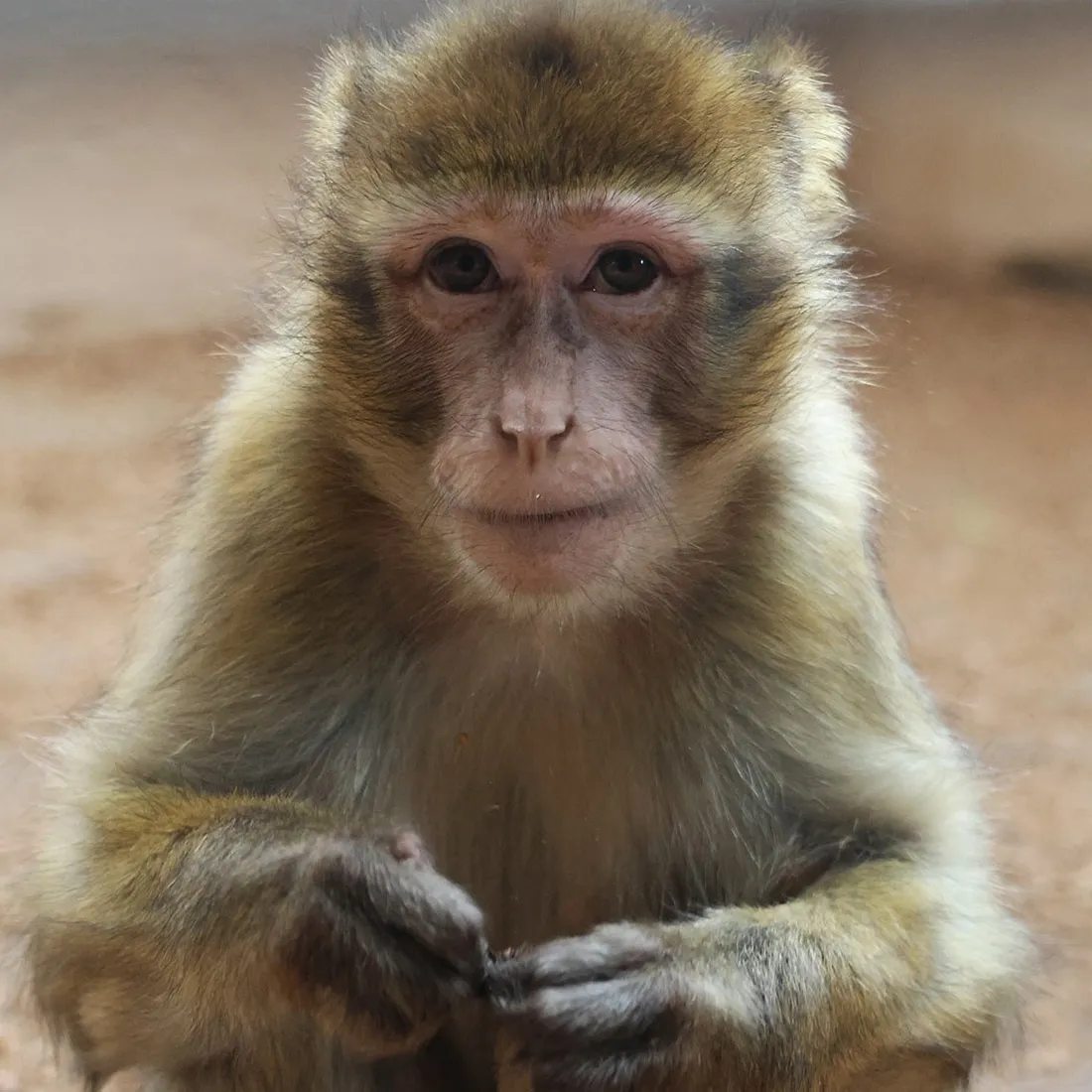 Le refuge Tonga Terre d'Accueil s'inquiète des nombreuses arrivées d'animaux détenus illégalement. 
