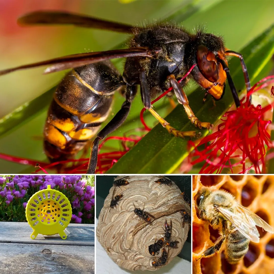 2000 pièges vont être distribués. 