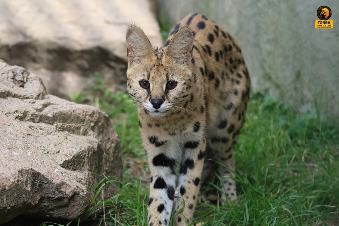 Le nouveau serval arrivé au refuge.