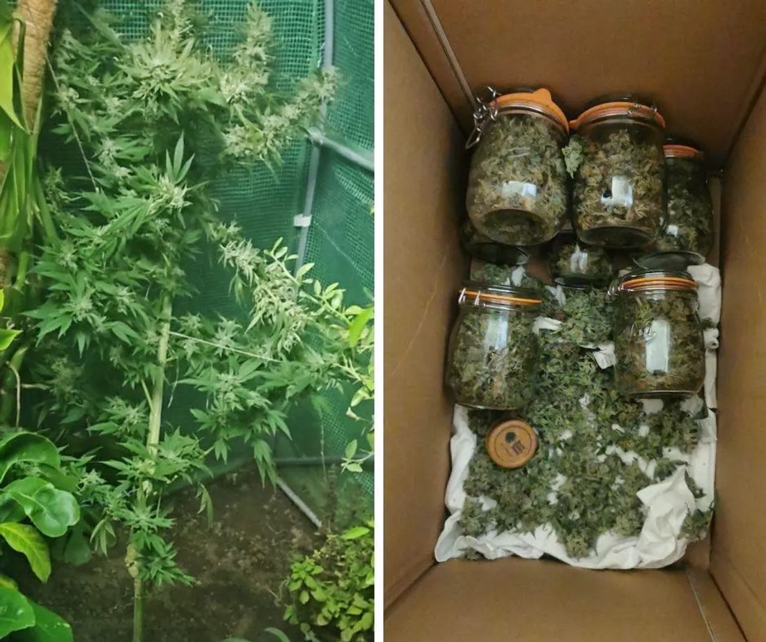 Une partie des saisies.