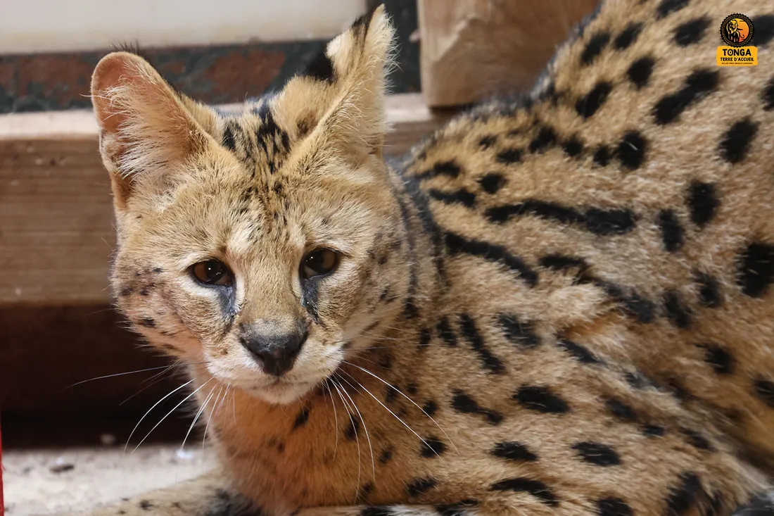 Un des servals nécessite un suivi vétérinaire très attentif. 