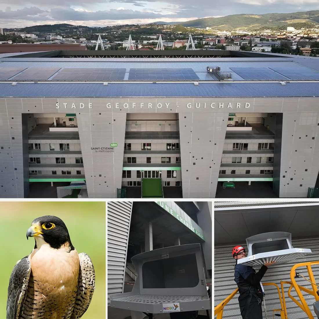 Des nichoirs à faucon pèlerin ont été installés. 