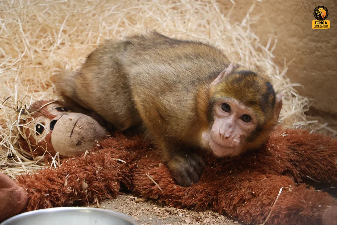 L'animal était comme souvent détenu illégalement. 