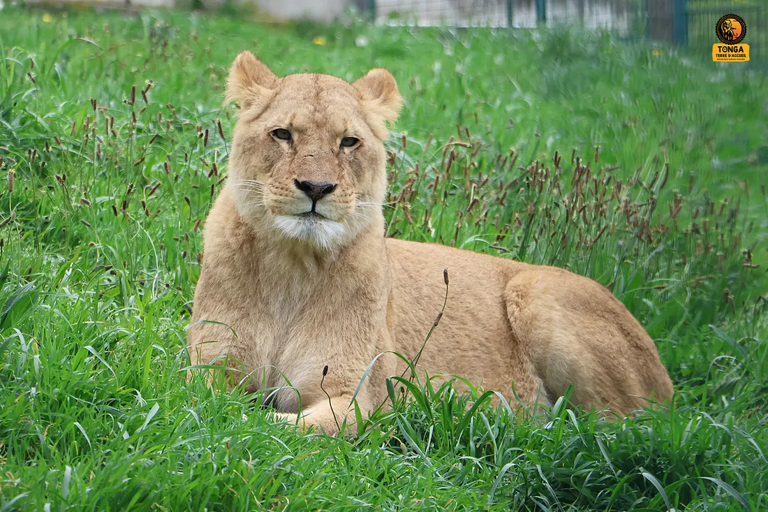 Un bilan vétérinaire complet sera effectué prochainement sur les lionnes.