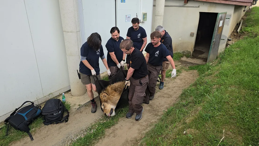 Direction l'Afrique du Sud pour Layish.
