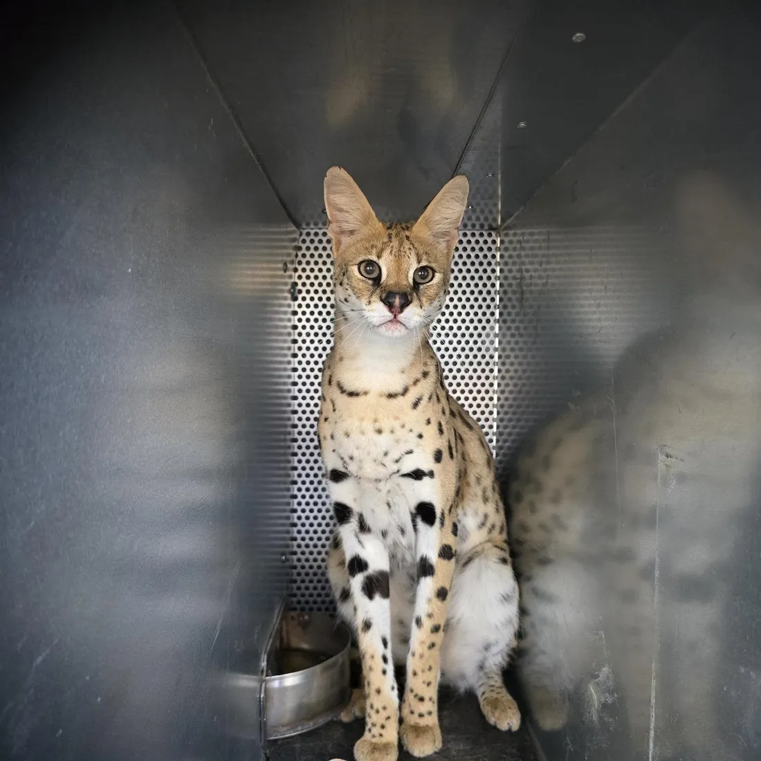 Ils sont quatre servals à avoir pris la direction de l'Afrique du Sud. 