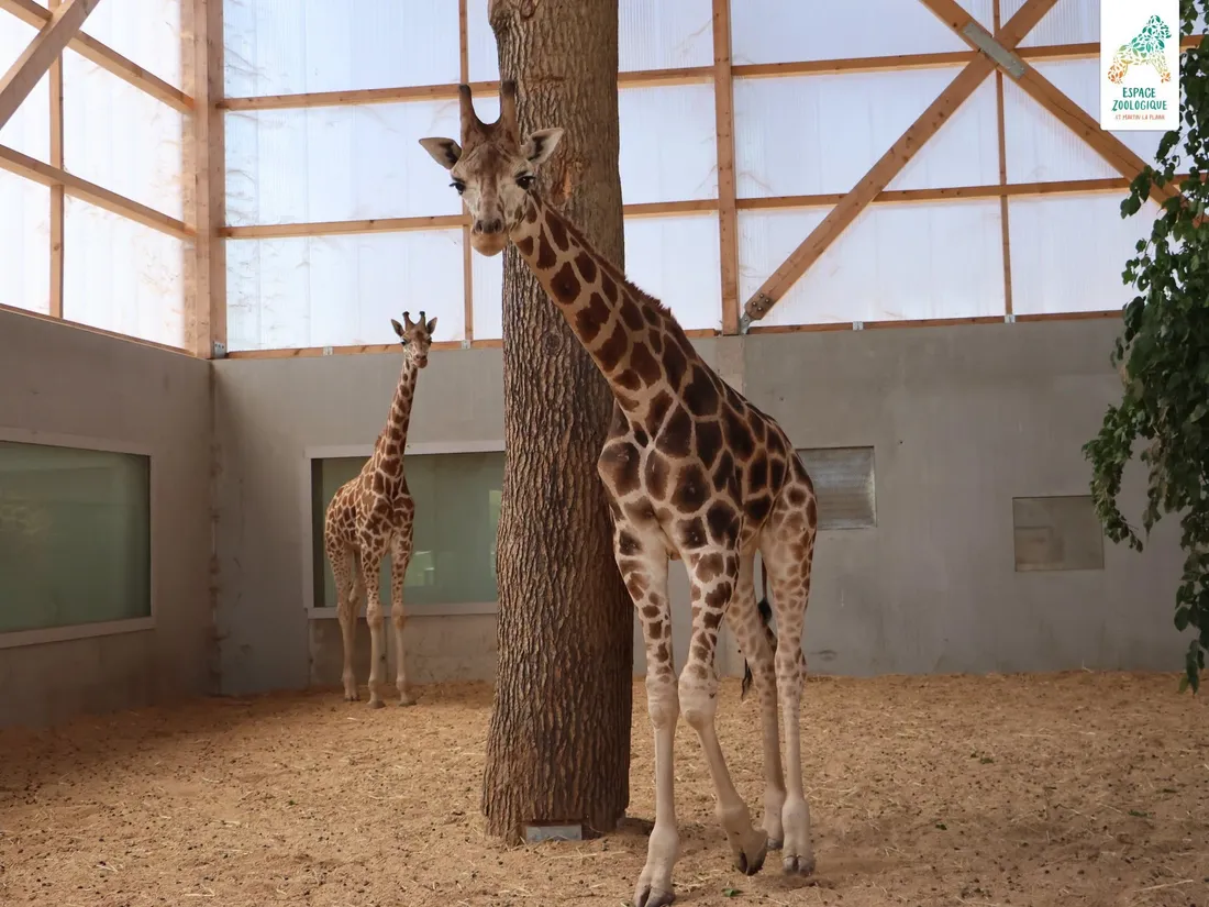Il s'agit de deux mâles girafes. 