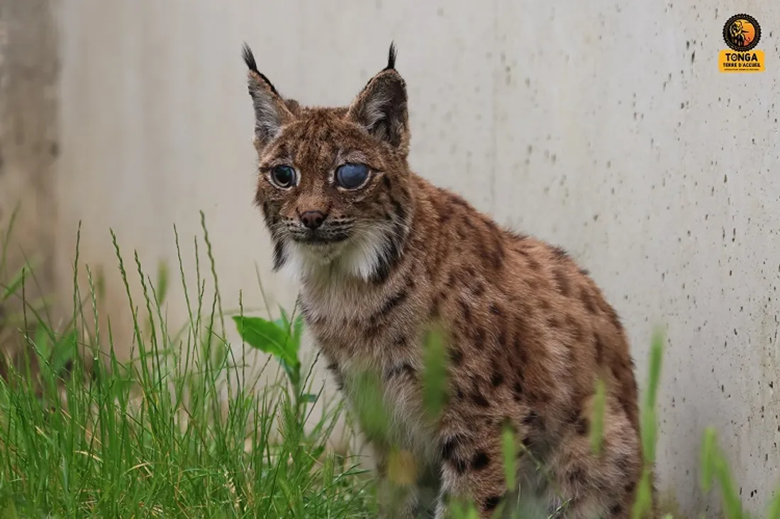 Agora était aveugle, elle a été recueillie à Tonga Terre d'accueil en avril