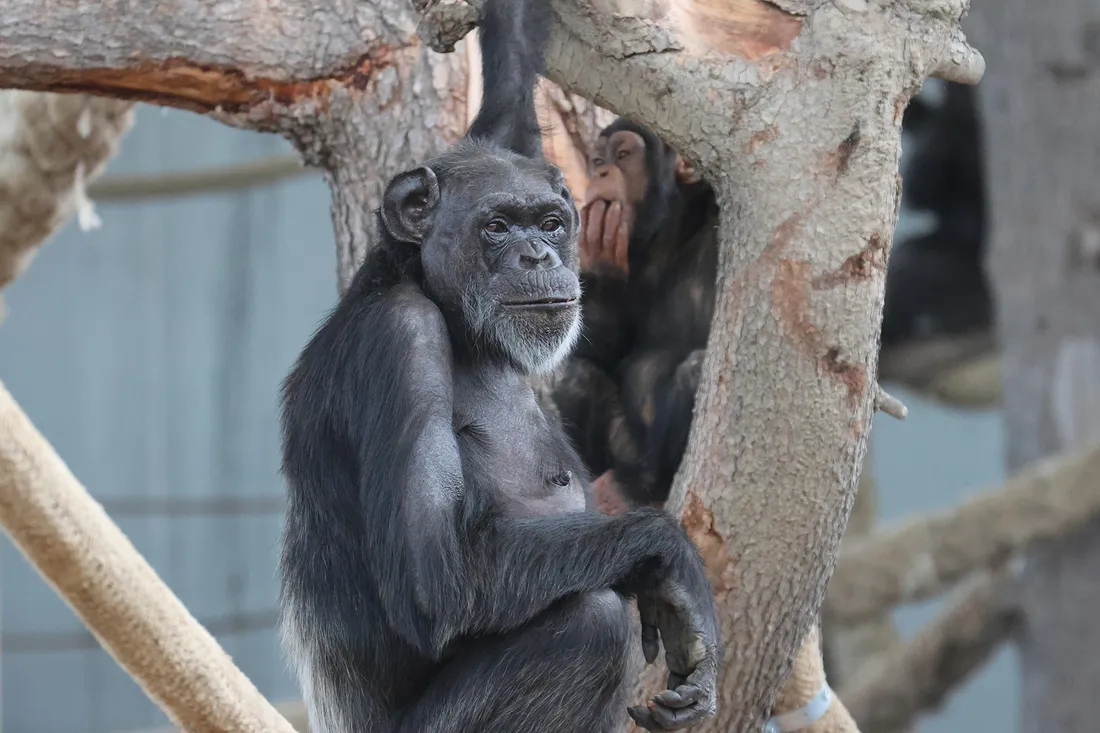Le parc zoologique de Saint-Martin-la-Plaine a inauguré son nouvel espace pour leur 10 chimpanzés