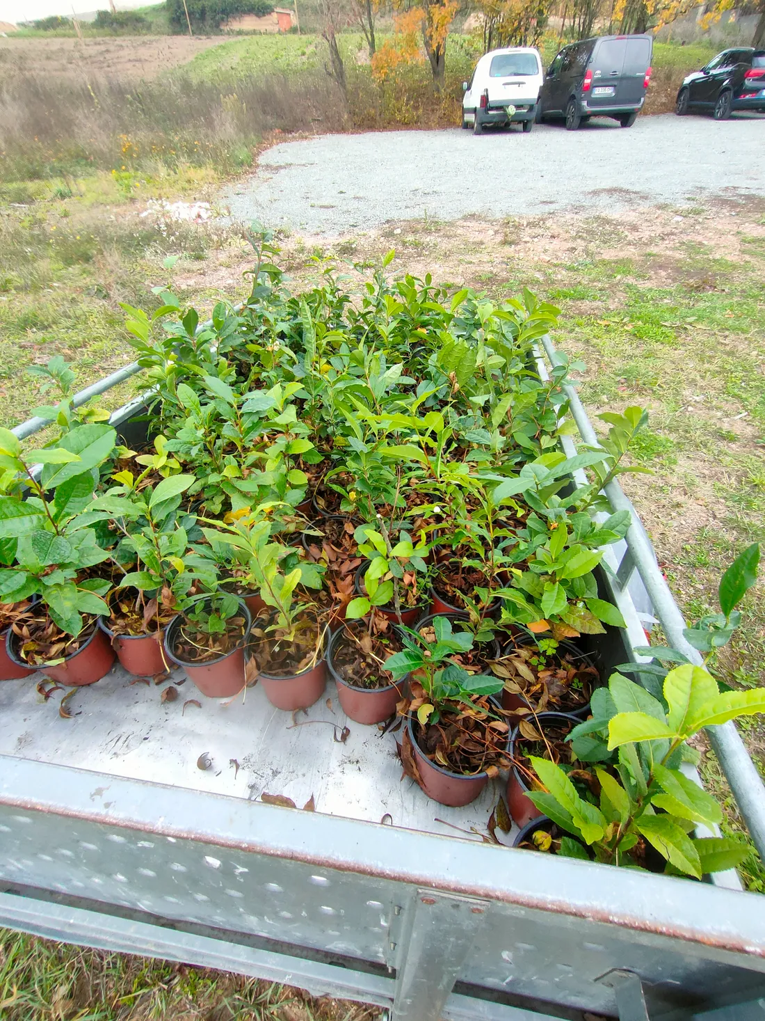 Des théiers en pots