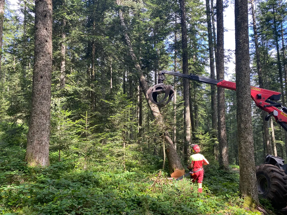 vis ma vie de bûcheron