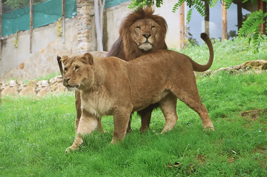 YSIS ET YODA saint-martin-la-plaine