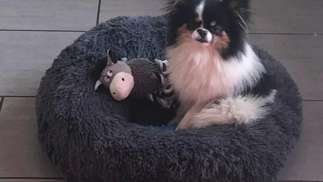 Cette chienne a été victime d'une attaque violente par des chiens errants. 