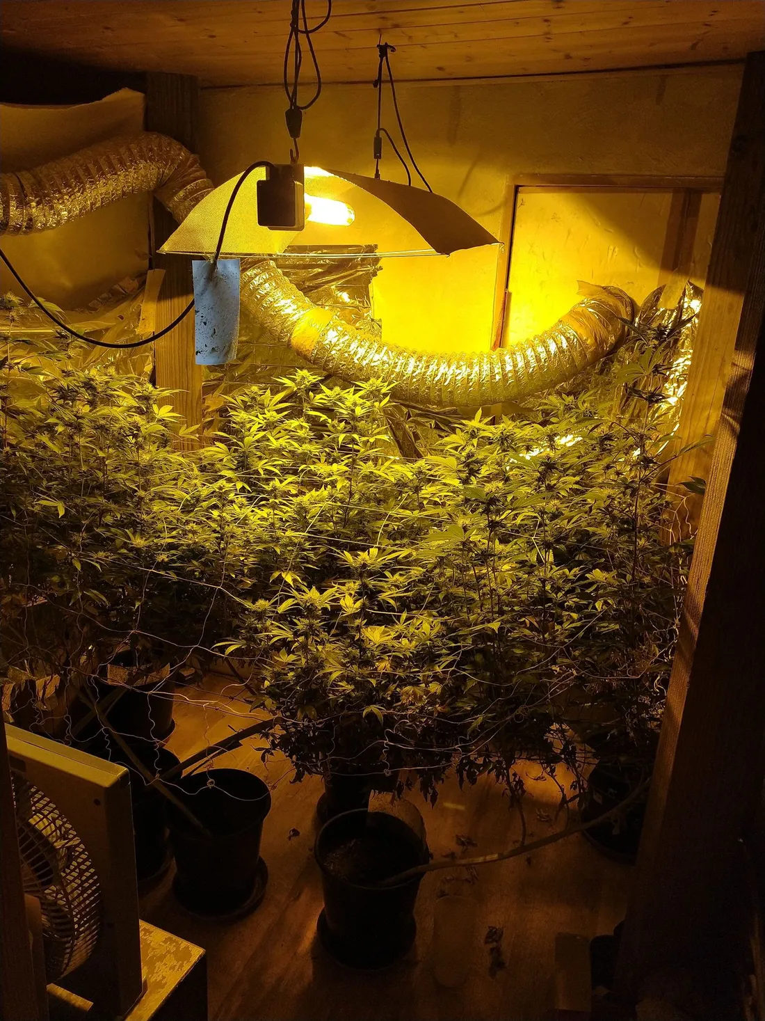 Il y a 7 pieds de cannabis dans la chambre de culture. 