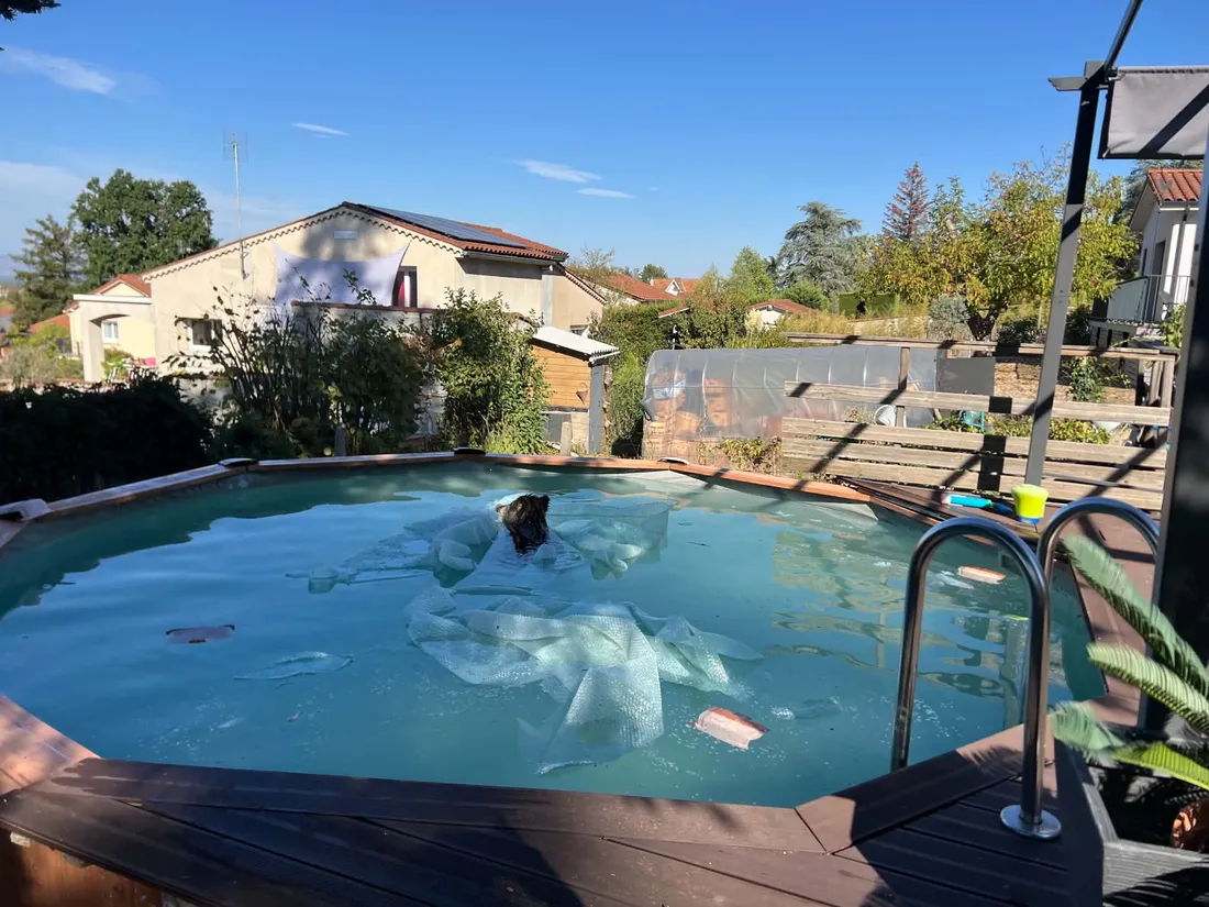 Un sanglier dans la piscine.