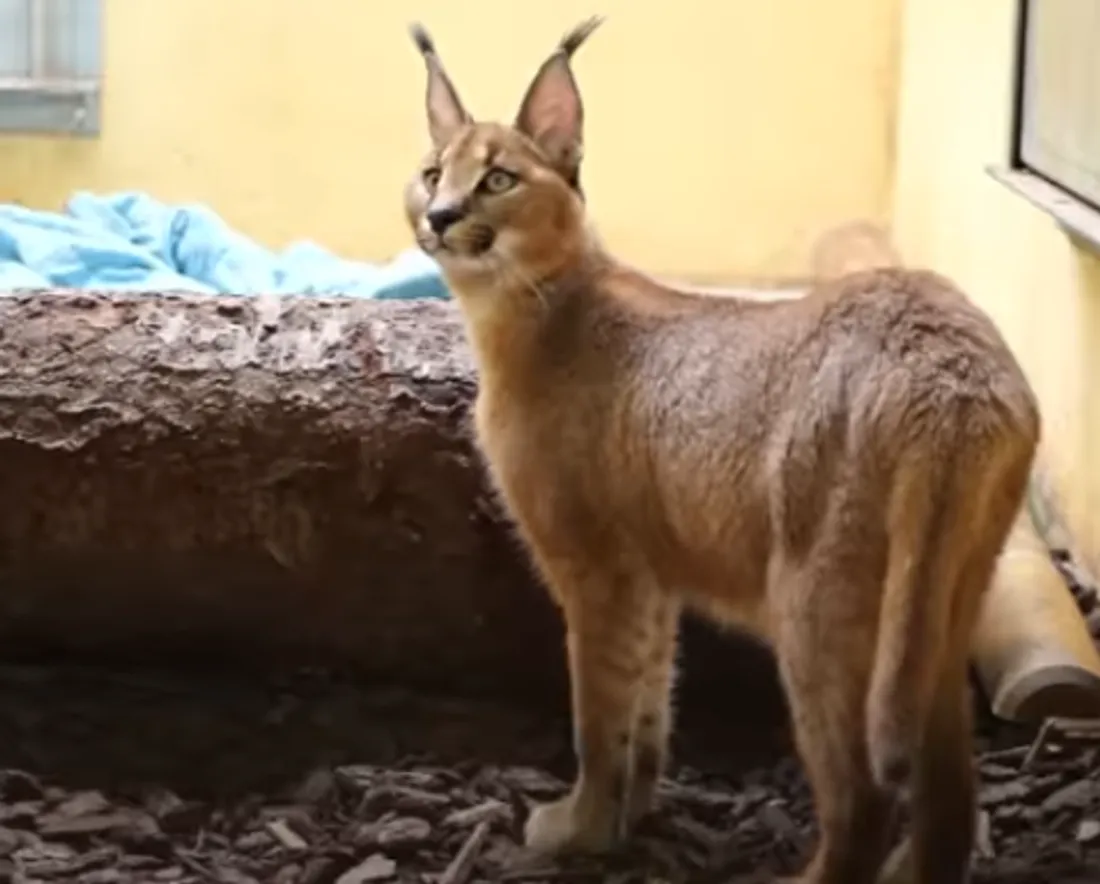 Caracal