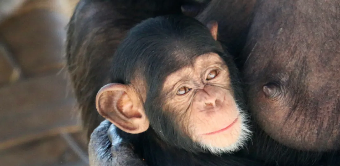 Chimpanzé