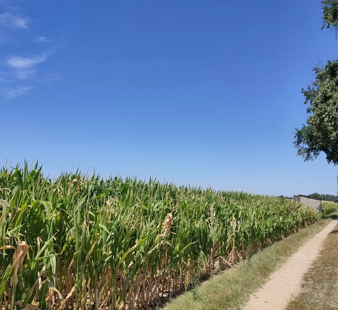 Champ de maïs de Hervé Bouard
