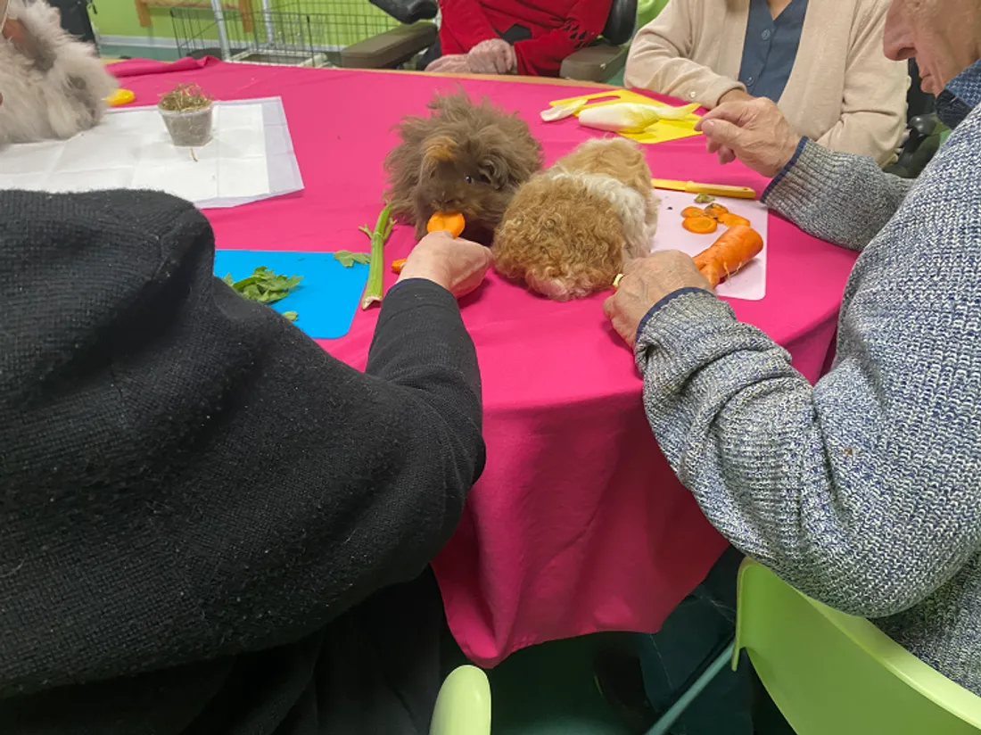 maison de retraite médiation animale 