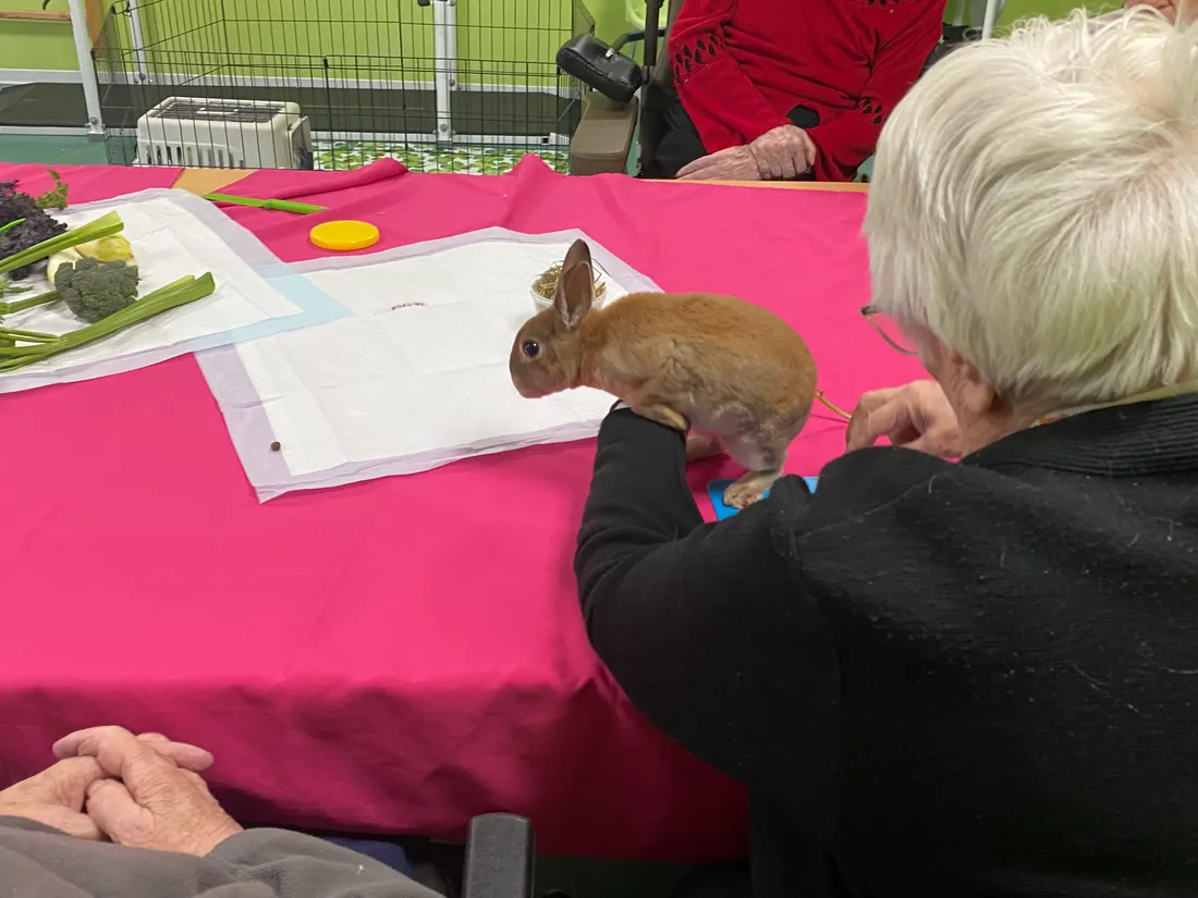 médiation animale maison de retraite 