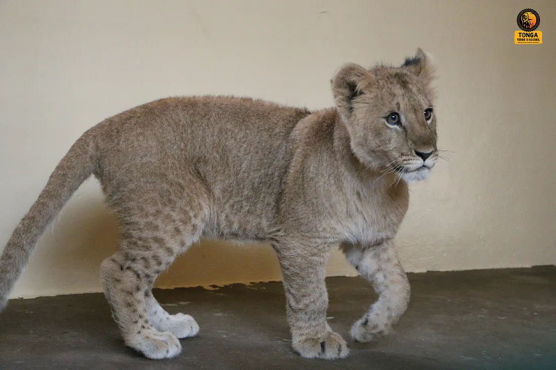 Tonga Terre d'Accueil 