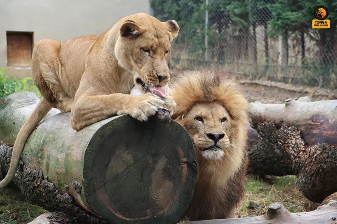 Coralie et Goliath zoo tonga terre d'accueil 