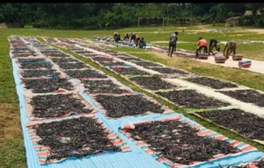 Plantation de vanille par Vanille Bourbon, une entreprise stéphanoise