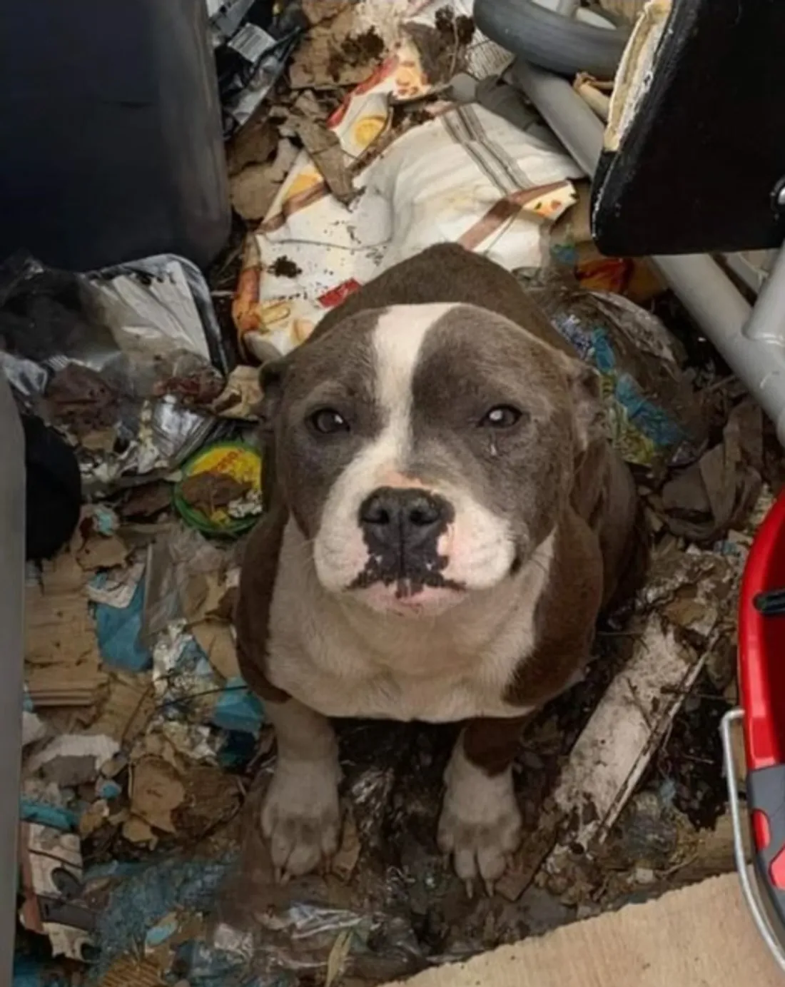 Riya, une chienne recueillie par Coeur sur pattes 42 