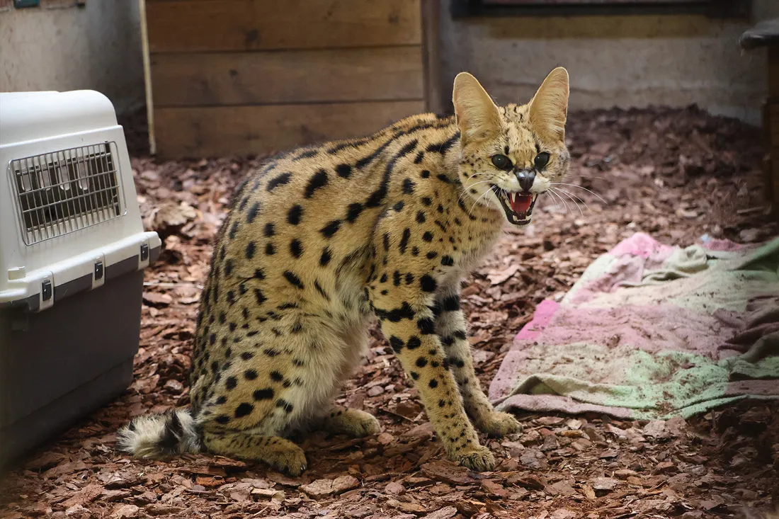 Le serval capturé.