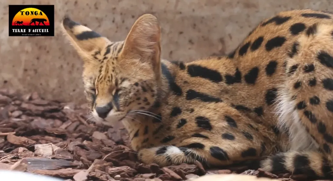 Servals