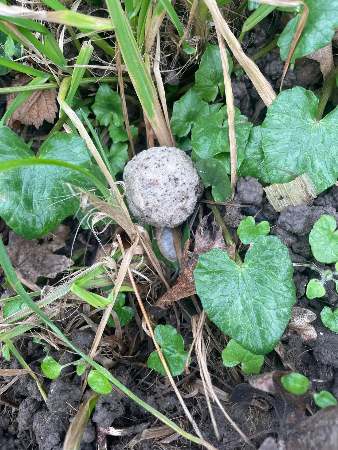 Des boulettes de Temik ont été retrouvées dans la rue ou vivait Diego 