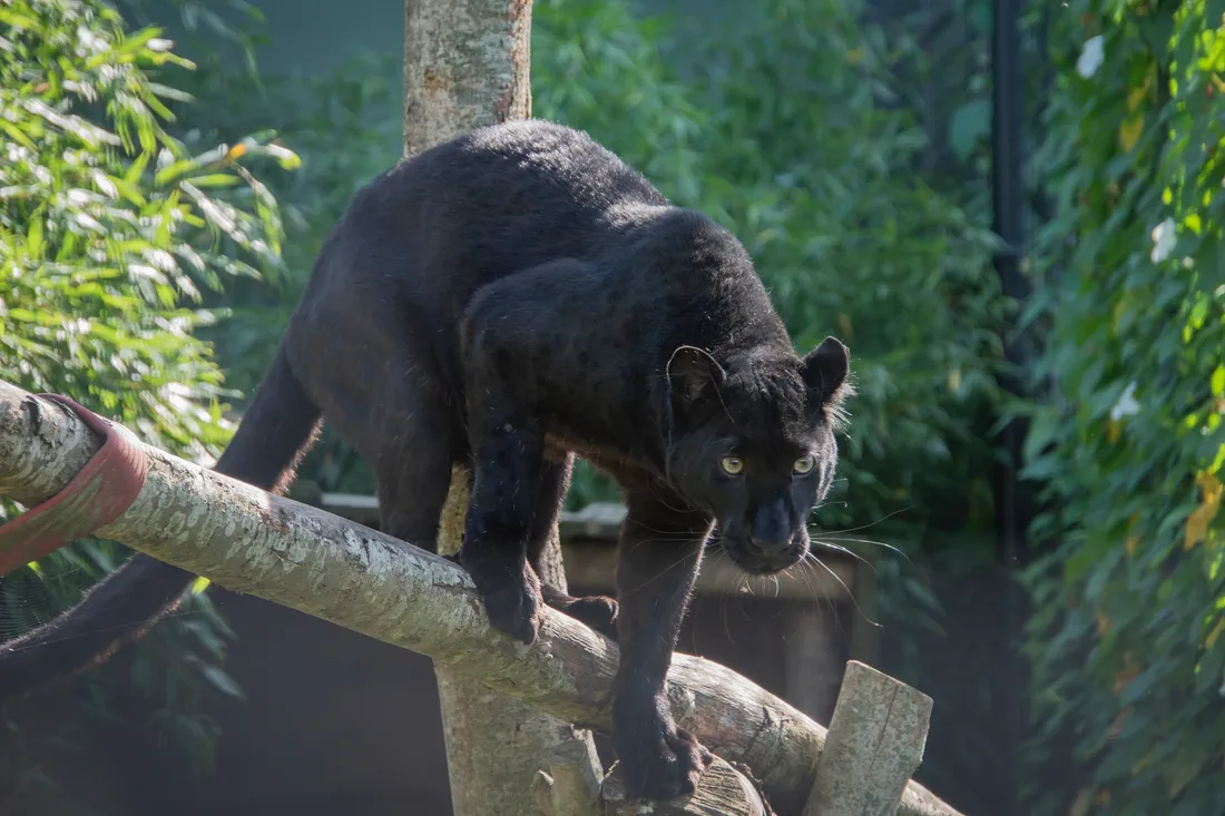 Akilla, dans son enclos aux Pays-Bas