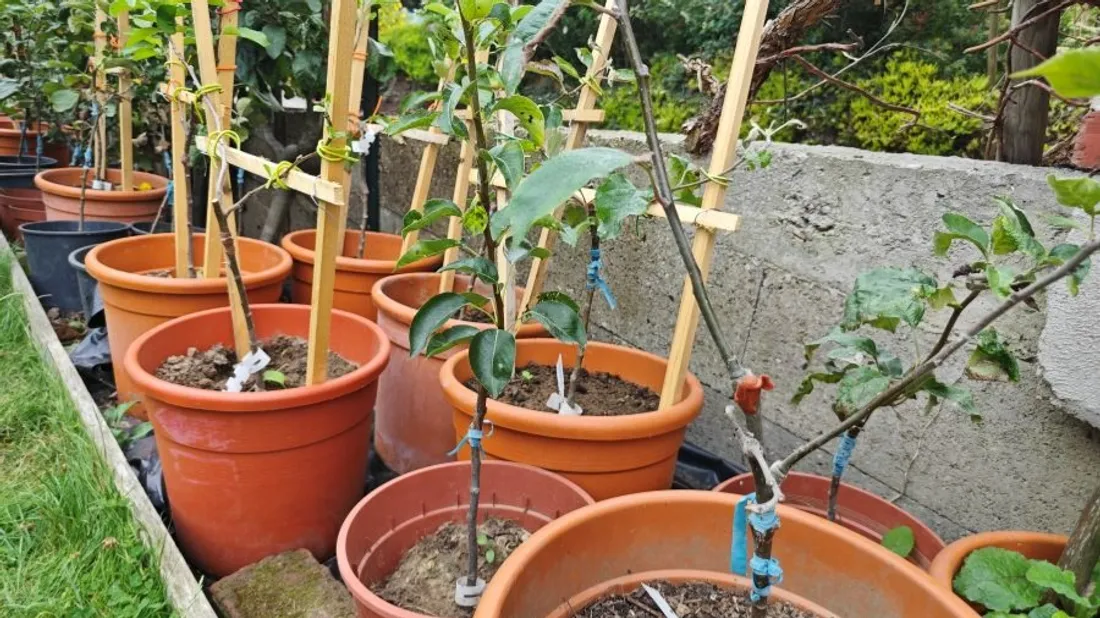 Les arbres fruitiers grandissent en pots avant d'être plantés en 2027. 