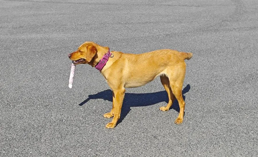 Ce chien détecte le tabac et les billets. 