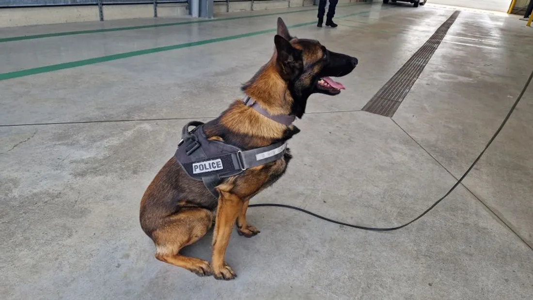 Un chien formé pour détecter les stupéfiants était mobilisé. 