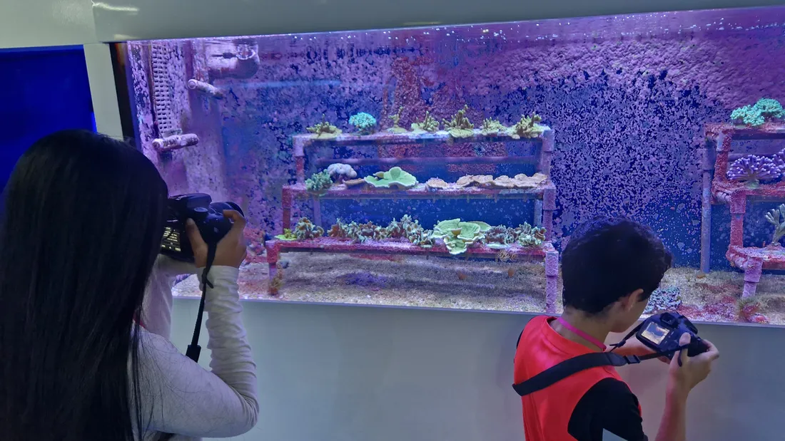 Neuf jeunes élèves venus de Paris ont pu photographier les coraux présents à Nausicaa
