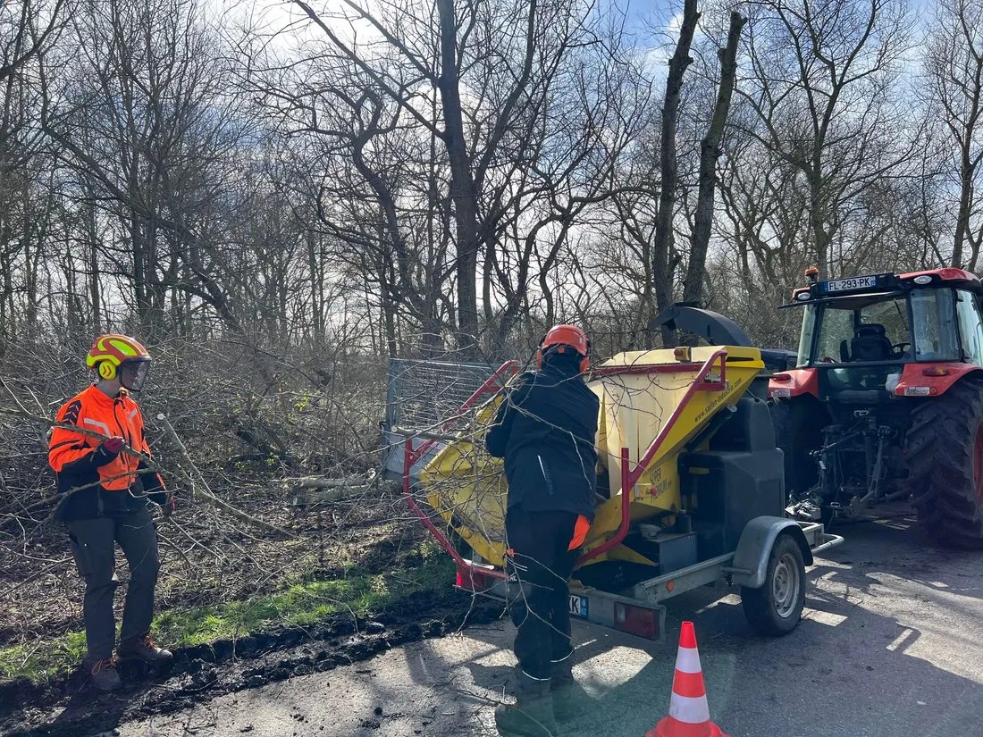 Le chantier doit également permettre à certains oiseaux de revenir s'installer. 