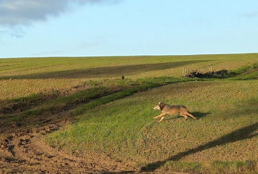louve aperçue près de berck