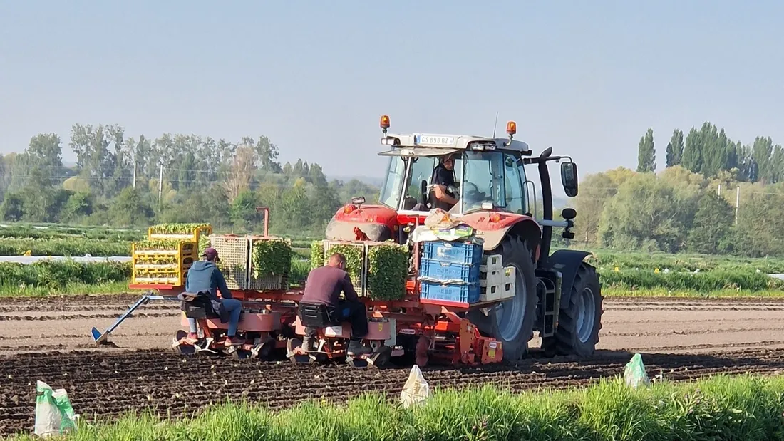 La Randonnée du Chou-fleur