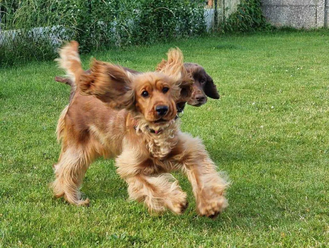 Attention à ceux qui ne ramasseront pas les crottes de leurs chiens ! 